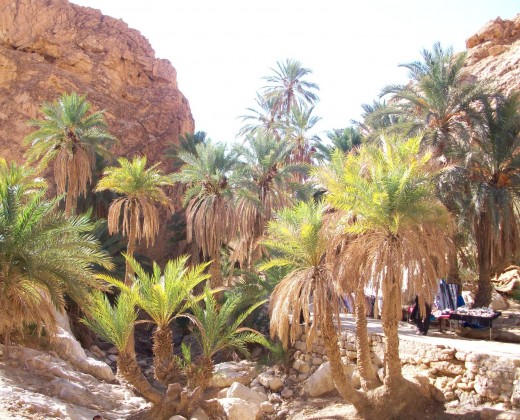 Oasis Tunisie